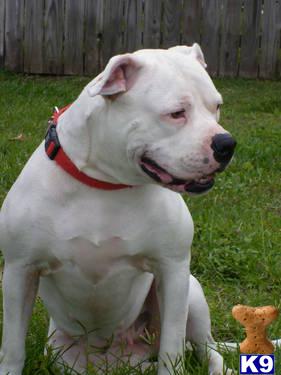 American Bulldog Puppies in FL